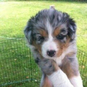 Meet your Posher, Gilles